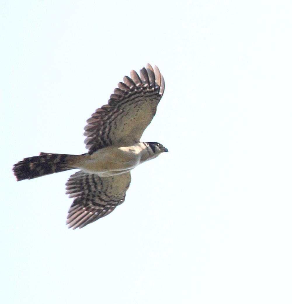 领林隼 / Collared Forest Falcon / Micrastur semitorquatus