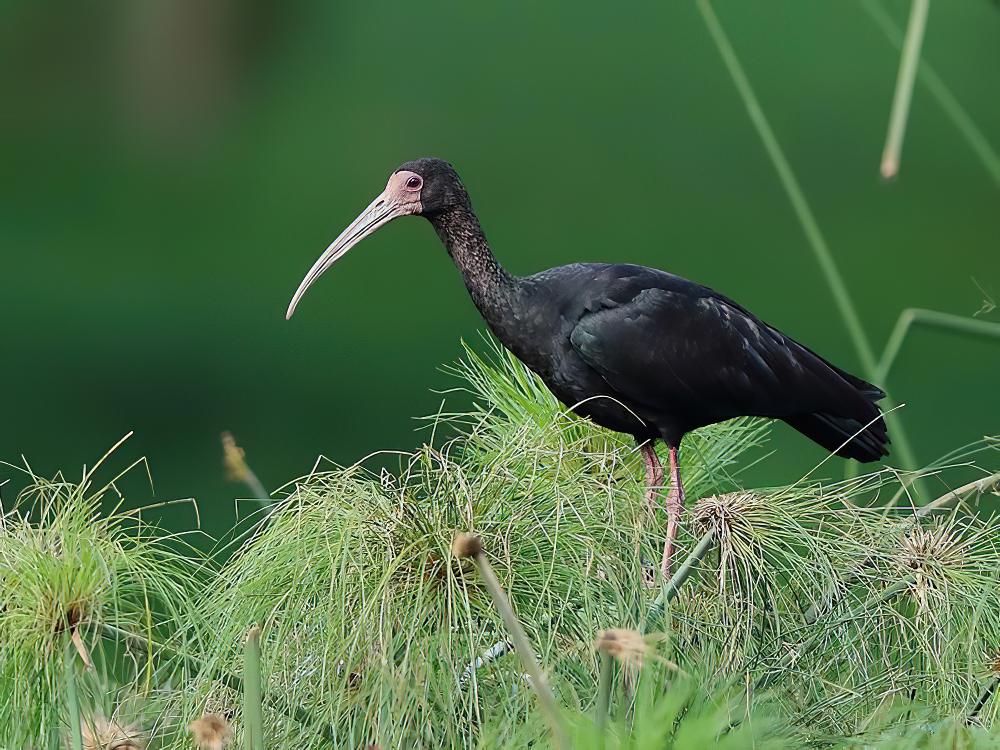 裸脸鹮 / Bare-faced Ibis / Phimosus infuscatus