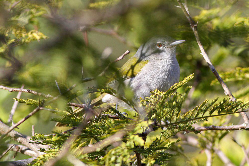 绿尾地莺 / Green-tailed Warbler / Microligea palustris