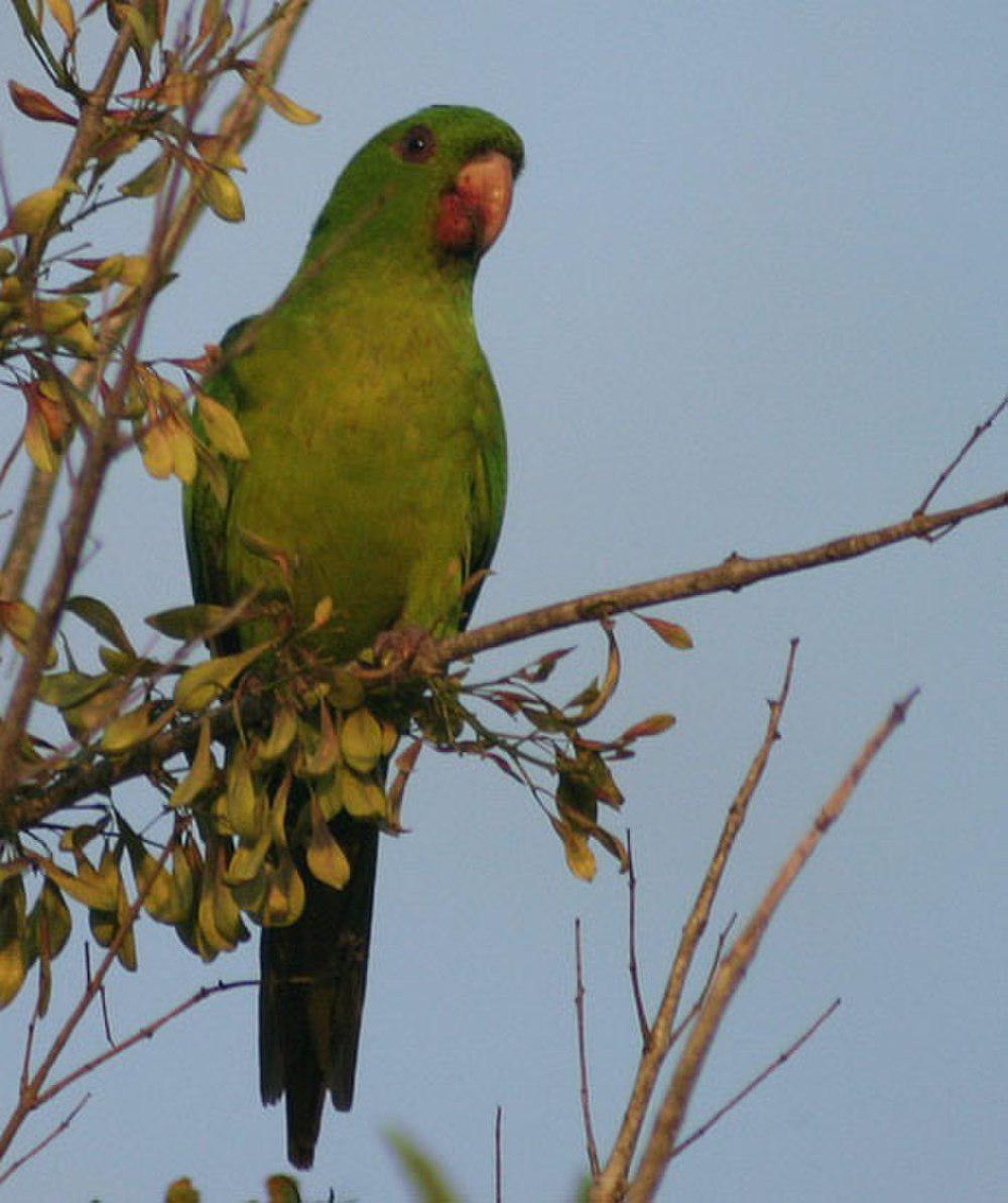 绿鹦哥 / Green Parakeet / Psittacara holochlorus