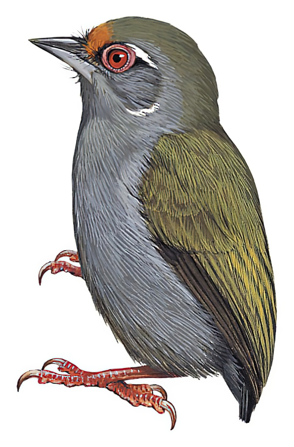 非洲姬啄木鸟 / African Piculet / Sasia africana