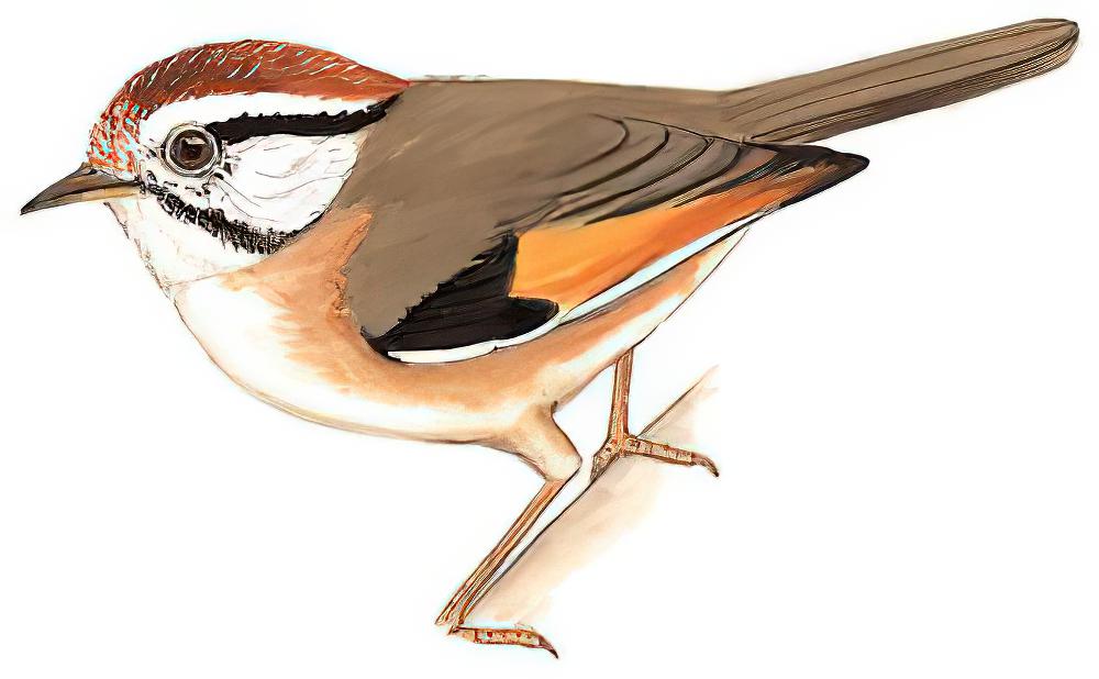 栗头雀鹛 / Rufous-winged Fulvetta / Schoeniparus castaneceps
