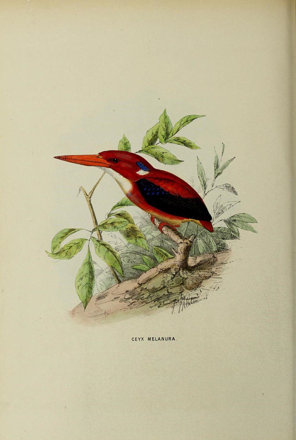 菲律宾三趾翠鸟 / Philippine Dwarf Kingfisher / Ceyx melanurus