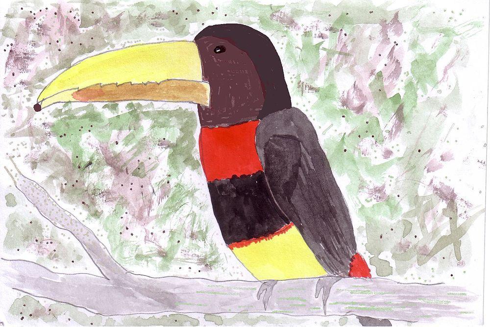 褐嘴簇舌巨嘴鸟 / Brown-mandibled Aracari / Pteroglossus mariae