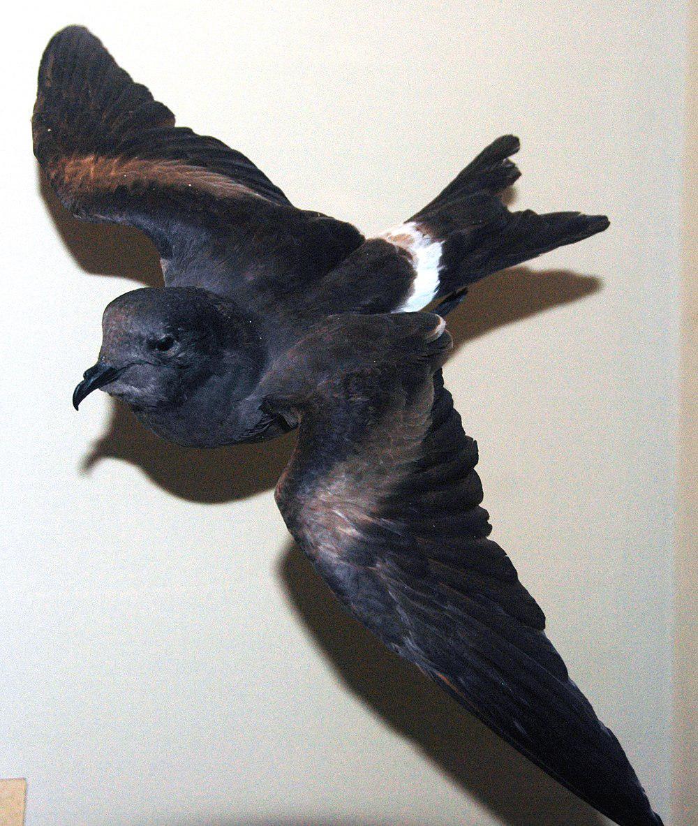 瓜岛叉尾海燕 / Guadalupe Storm Petrel / Oceanodroma macrodactyla
