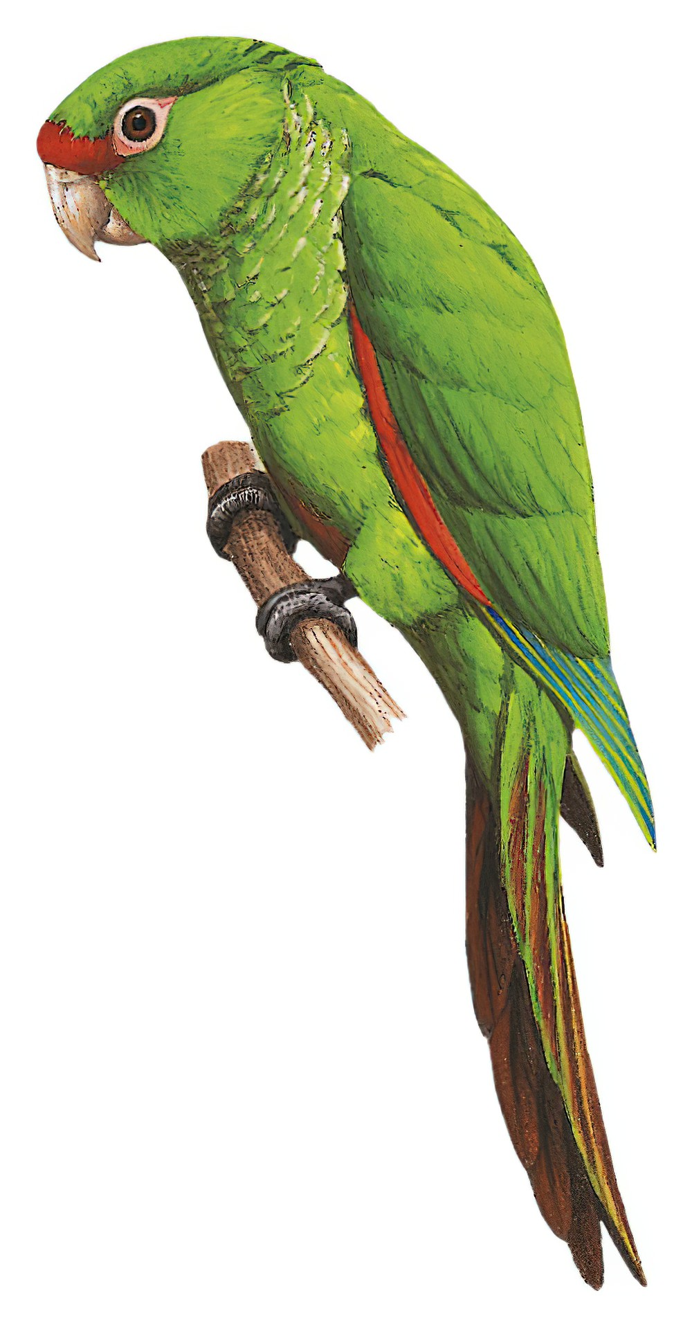 厄瓜多尔鹦哥 / El Oro Parakeet / Pyrrhura orcesi