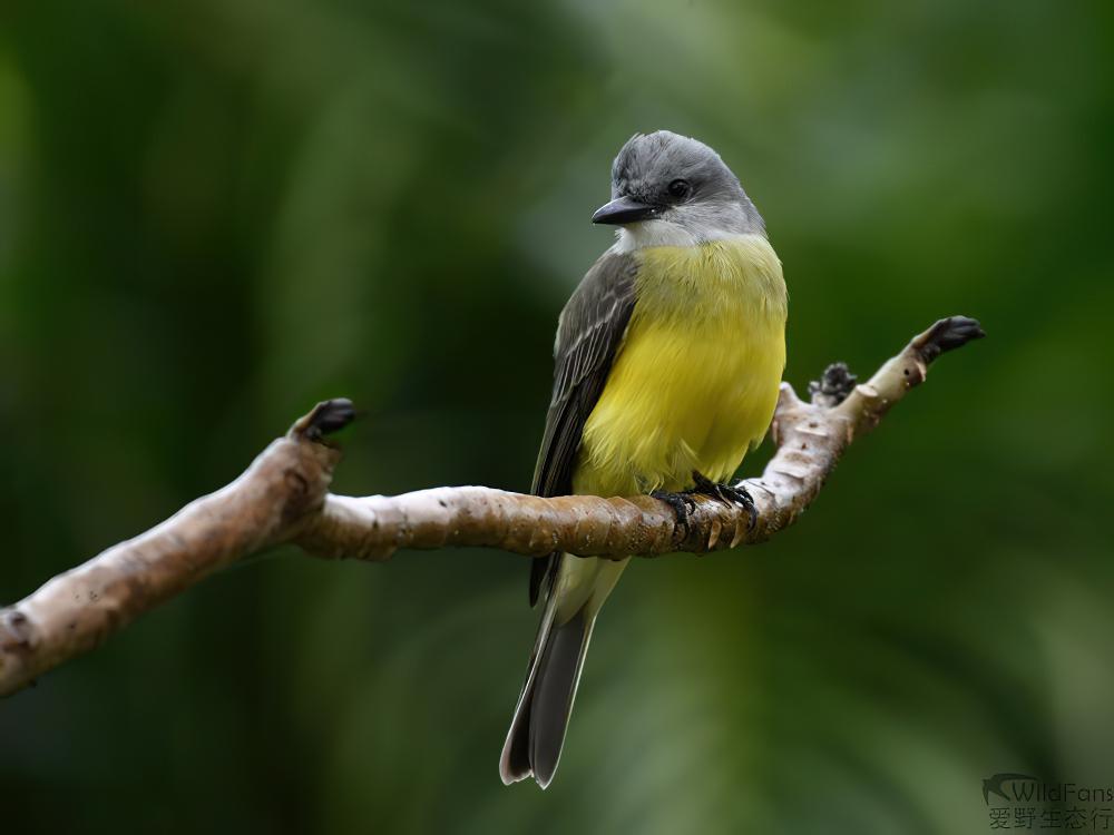 热带王霸鹟 / Tropical Kingbird / Tyrannus melancholicus