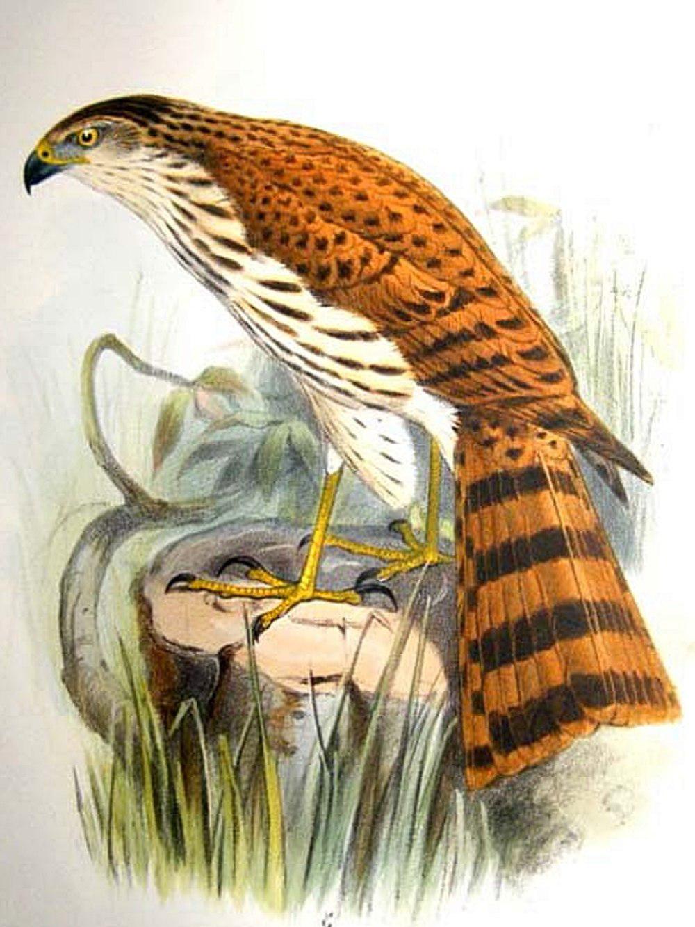 红胸雀鹰 / Vinous-breasted Sparrowhawk / Accipiter rhodogaster