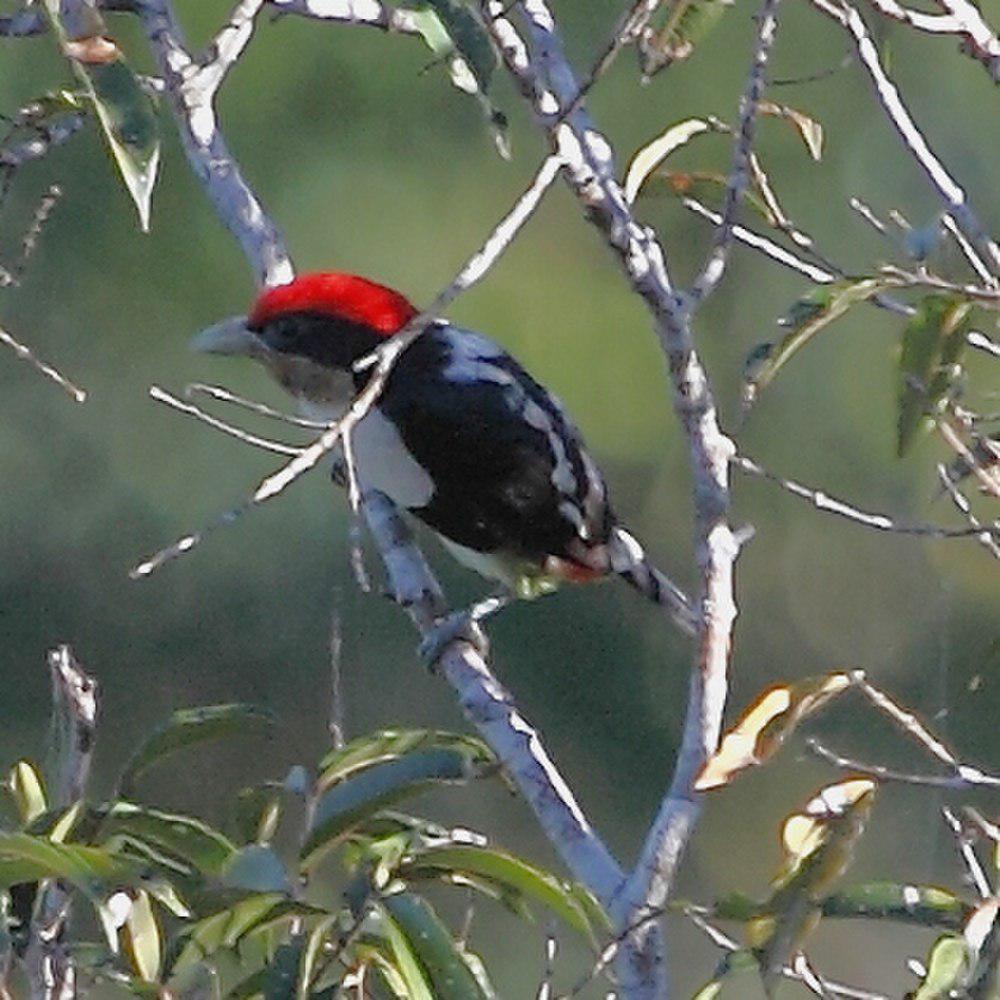 黑环须䴕 / Black-girdled Barbet / Capito dayi