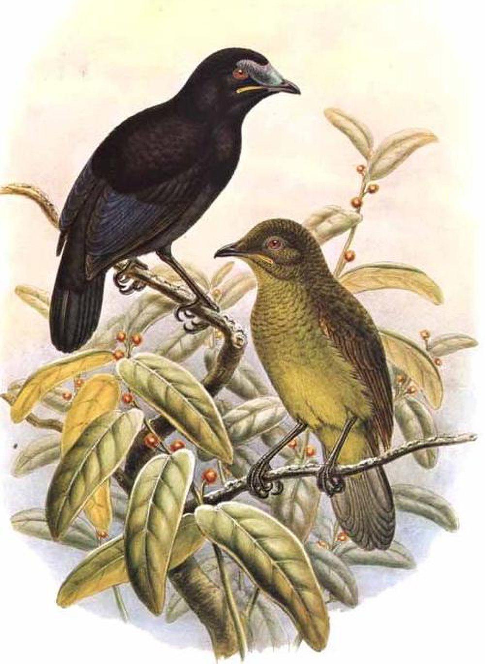 鸦嘴极乐鸟 / Loria\'s Satinbird / Cnemophilus loriae