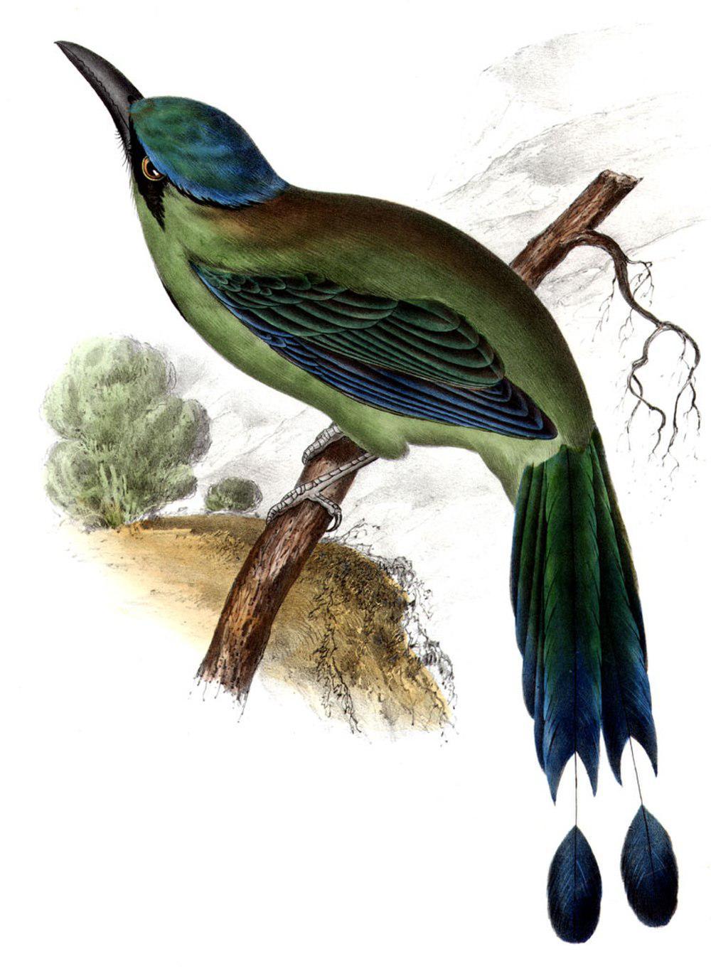 蓝顶翠鴗 / Blue-capped Motmot / Momotus coeruliceps