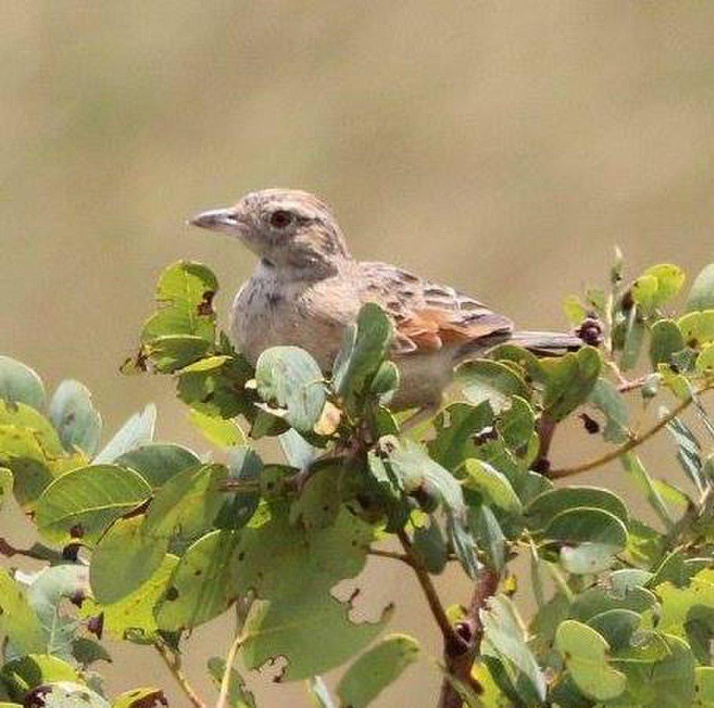 安哥拉歌百灵 / Angolan Lark / Mirafra angolensis