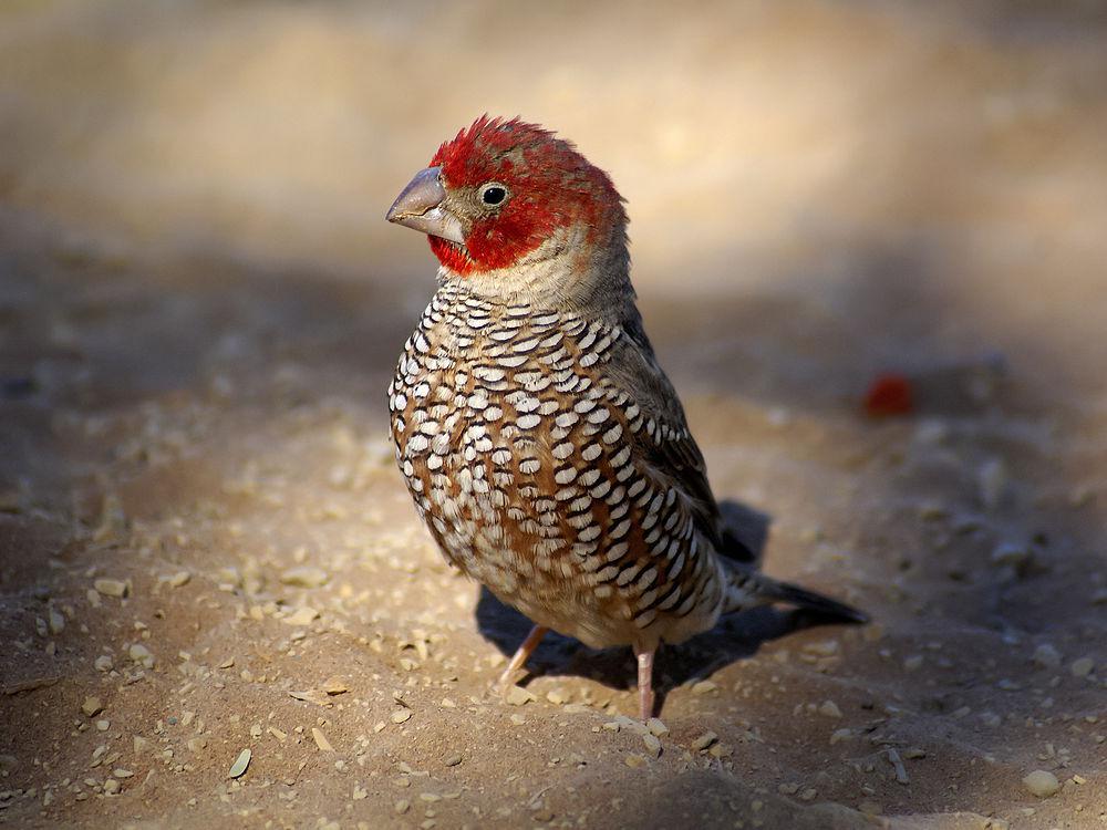 红头环喉雀 / Red-headed Finch / Amadina erythrocephala