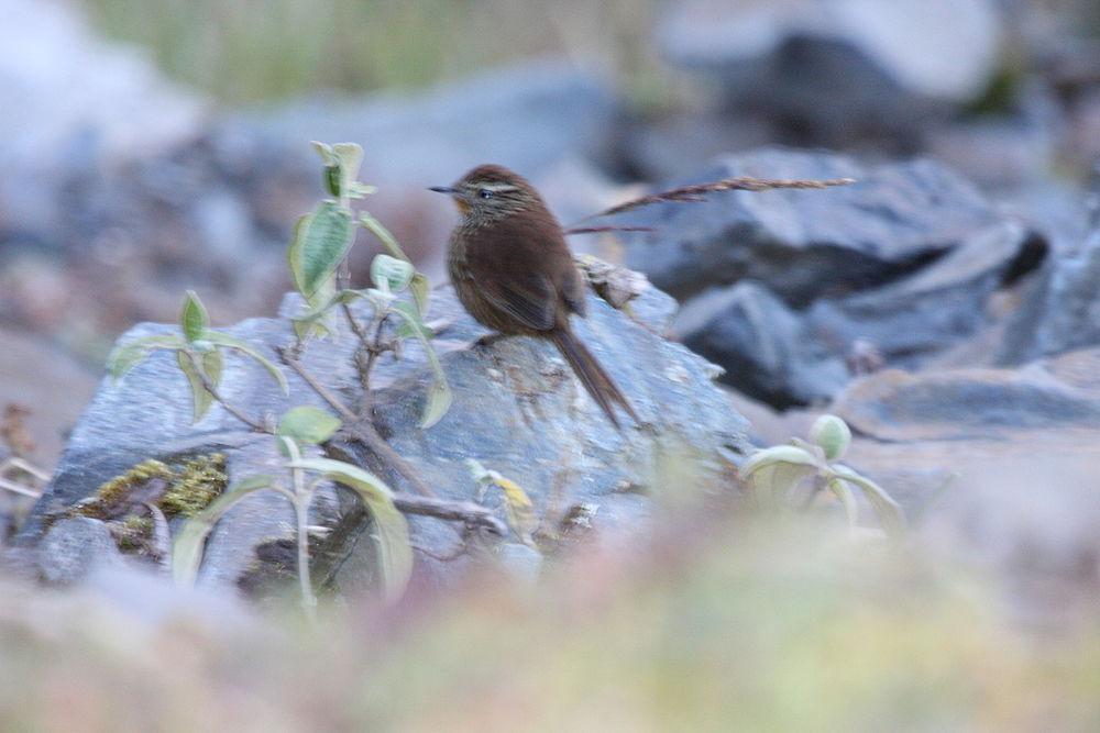 线额卡纳灶鸟 / Line-fronted Canastero / Asthenes urubambensis