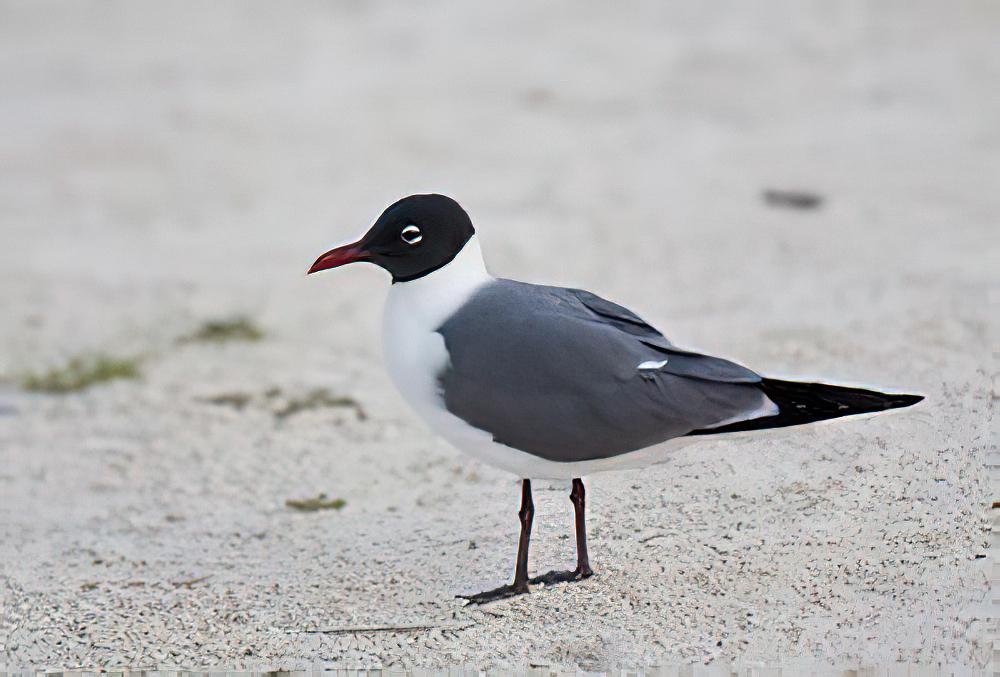 笑鸥 / Laughing Gull / Leucophaeus atricilla