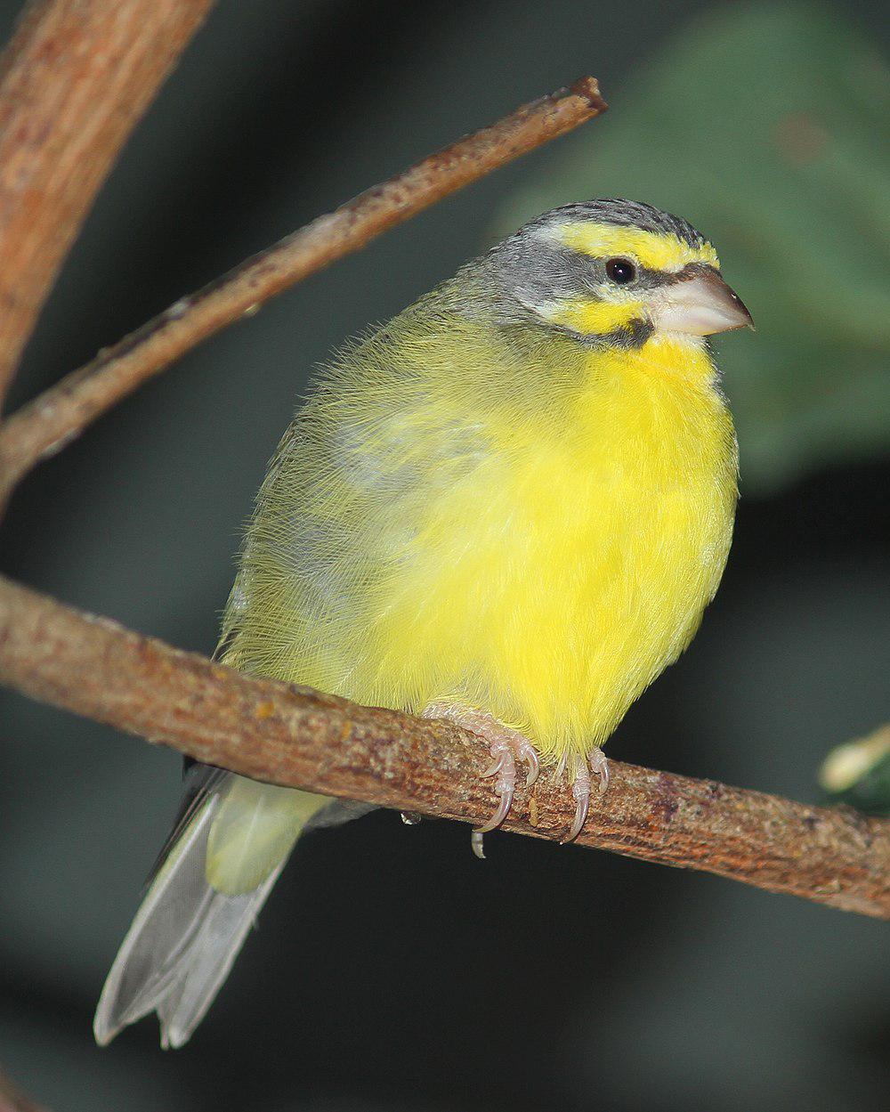 黄额丝雀 / Yellow-fronted Canary / Crithagra mozambica
