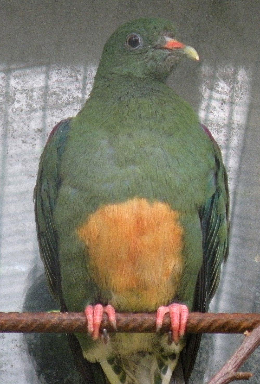 橙腹果鸠 / Orange-bellied Fruit Dove / Ptilinopus iozonus