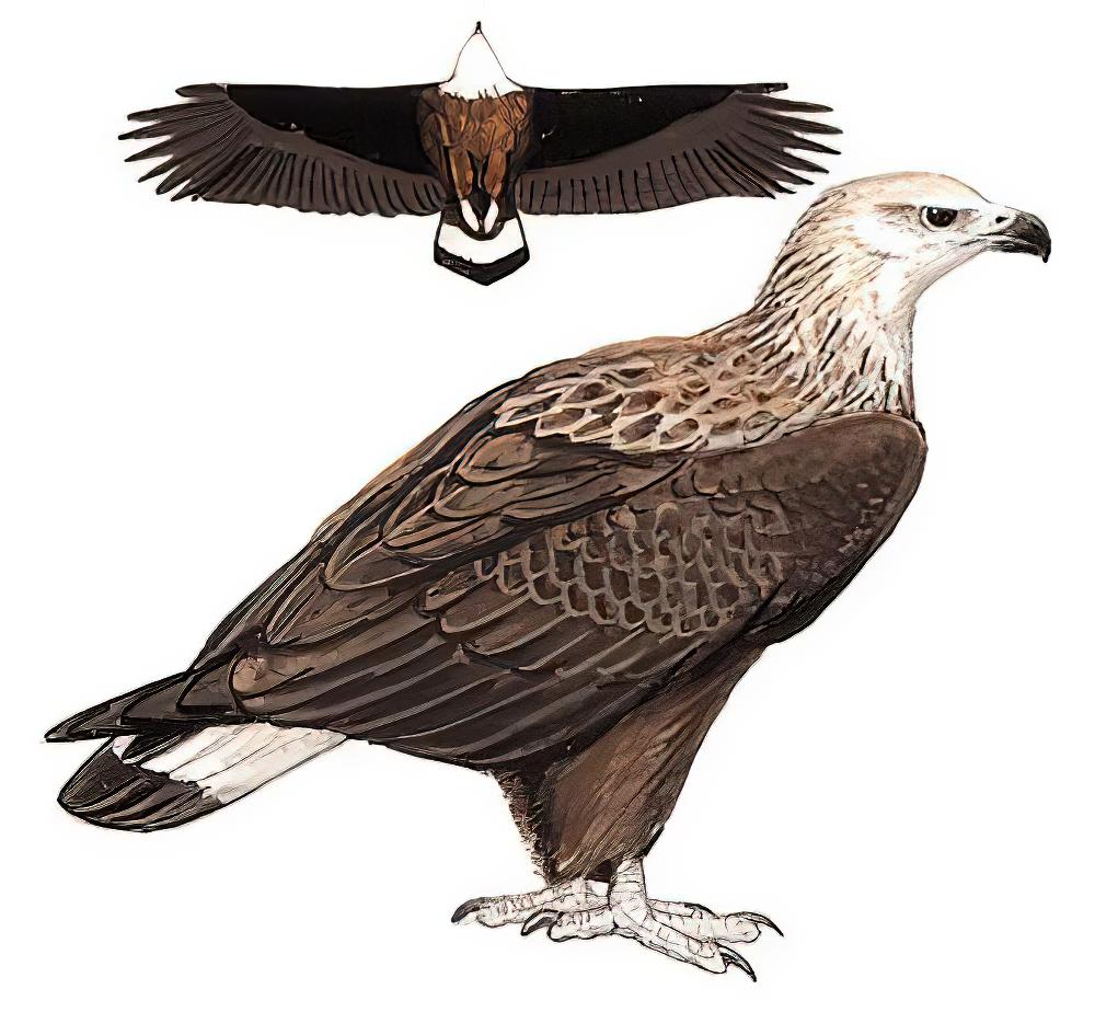 玉带海雕 / Pallas\'s Fish Eagle / Haliaeetus leucoryphus