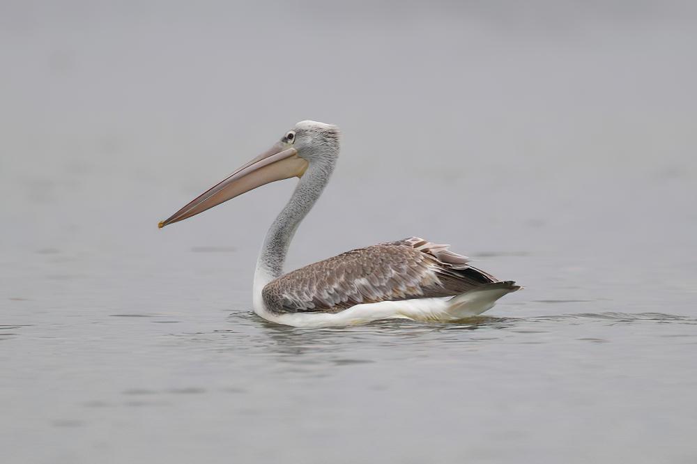 粉红背鹈鹕 / Pink-backed Pelican / Pelecanus rufescens