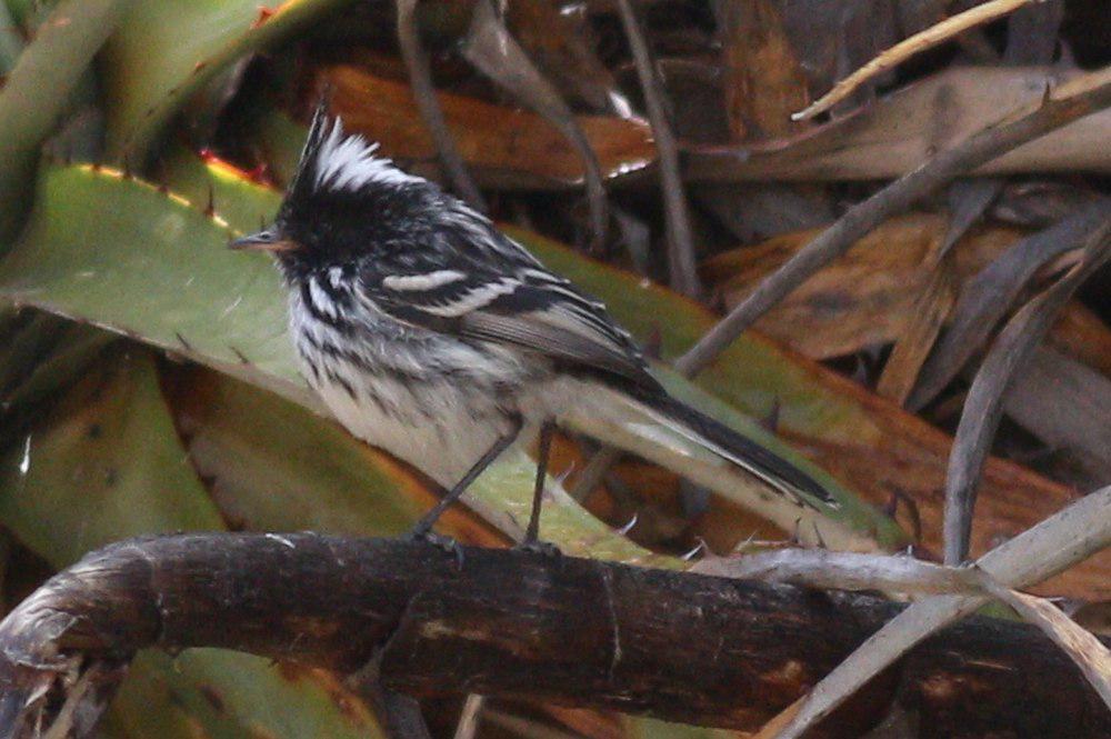 黑冠雀霸鹟 / Black-crested Tit-Tyrant / Anairetes nigrocristatus