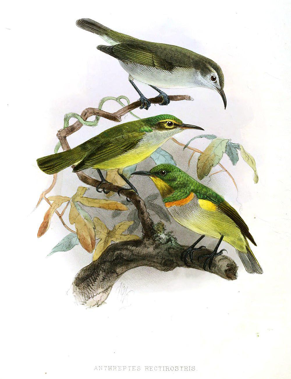 绿食蜜鸟 / Grey-chinned Sunbird / Anthreptes rectirostris