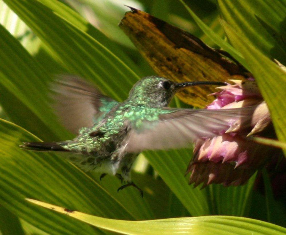绿尾蜂鸟 / Green-and-white Hummingbird / Elliotomyia viridicauda