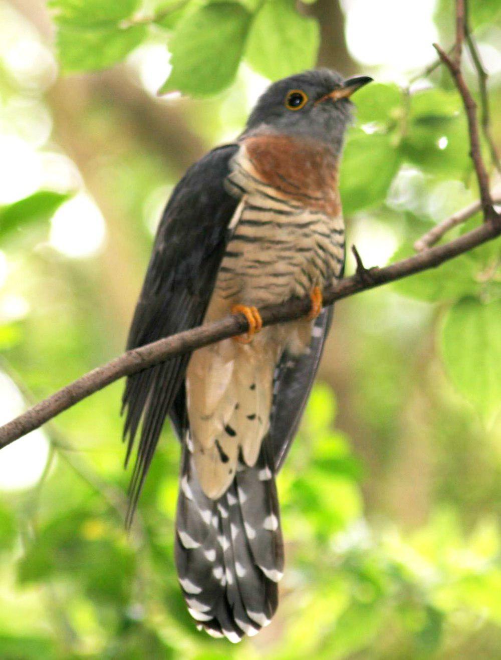 赤胸杜鹃 / Red-chested Cuckoo / Cuculus solitarius