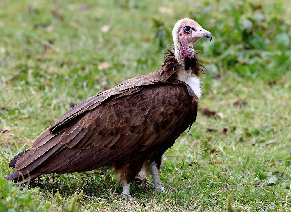 冠兀鹫 / Hooded Vulture / Necrosyrtes monachus
