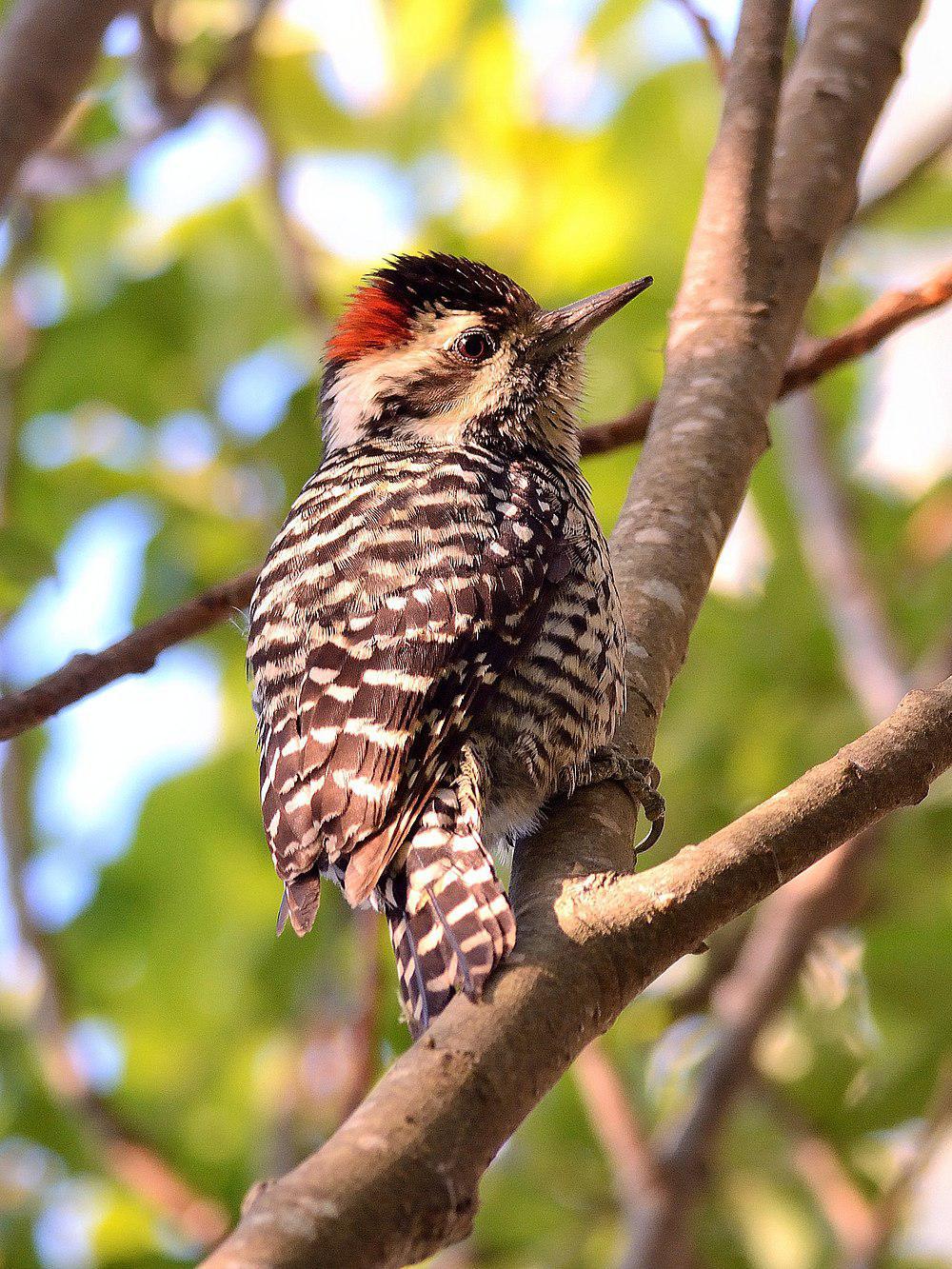 条纹啄木鸟 / Striped Woodpecker / Veniliornis lignarius