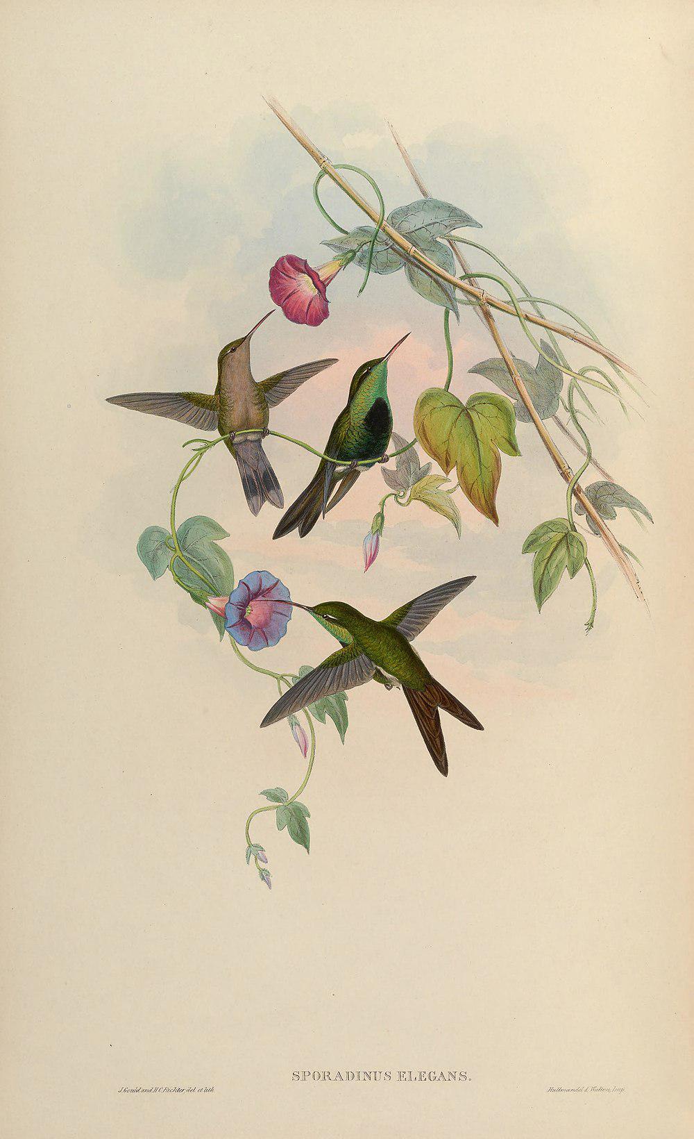 中美翠蜂鸟 / Hispaniolan Emerald / Riccordia swainsonii