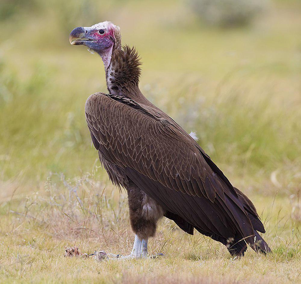 皱脸秃鹫 / Lappet-faced Vulture / Torgos tracheliotos