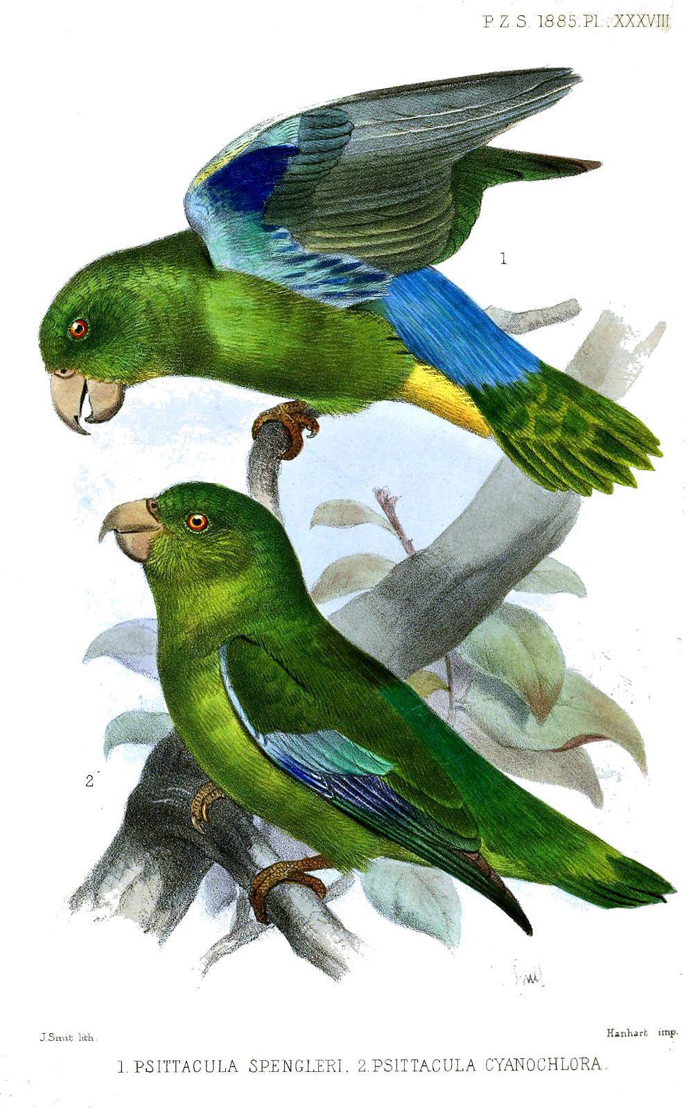 绿翅鹦哥 / Turquoise-winged Parrotlet / Forpus spengeli