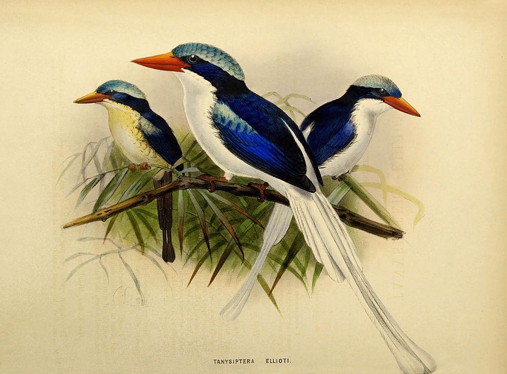 黑翅仙翡翠 / Kofiau Paradise Kingfisher / Tanysiptera ellioti
