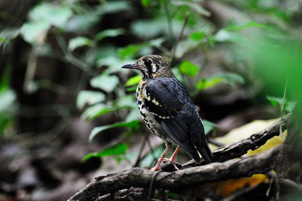 灰地鸫 / Ashy Thrush / Geokichla cinerea