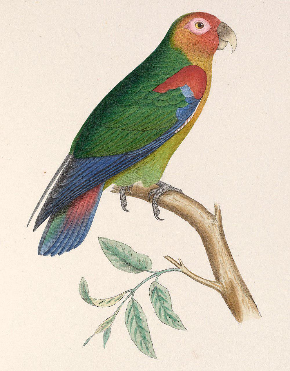 锈脸鹦哥 / Rusty-faced Parrot / Hapalopsittaca amazonina