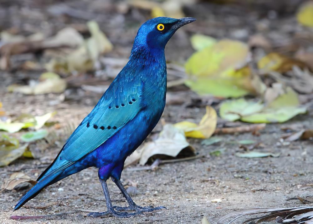蓝耳丽椋鸟 / Greater Blue-eared Starling / Lamprotornis chalybaeus