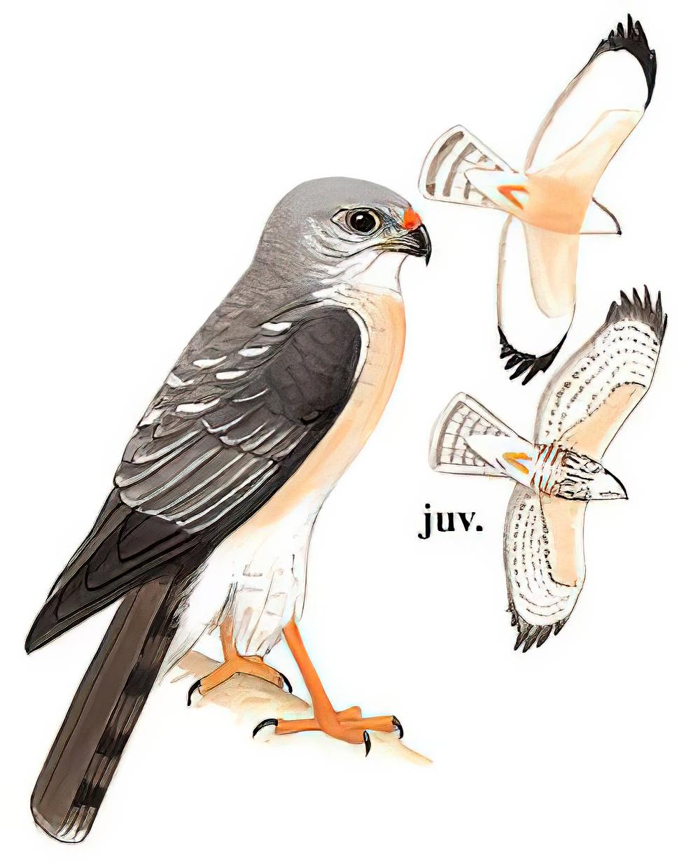 赤腹鹰 / Chinese Sparrowhawk / Accipiter soloensis