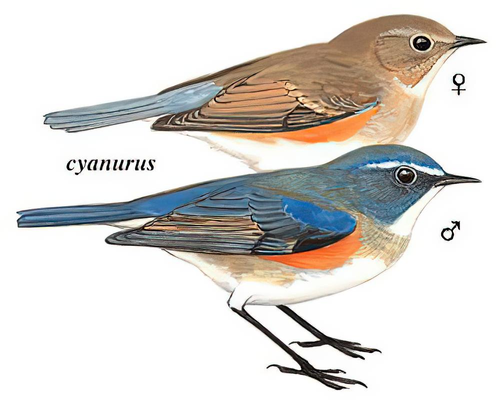 红胁蓝尾鸲 / Red-flanked Bluetail / Tarsiger cyanurus
