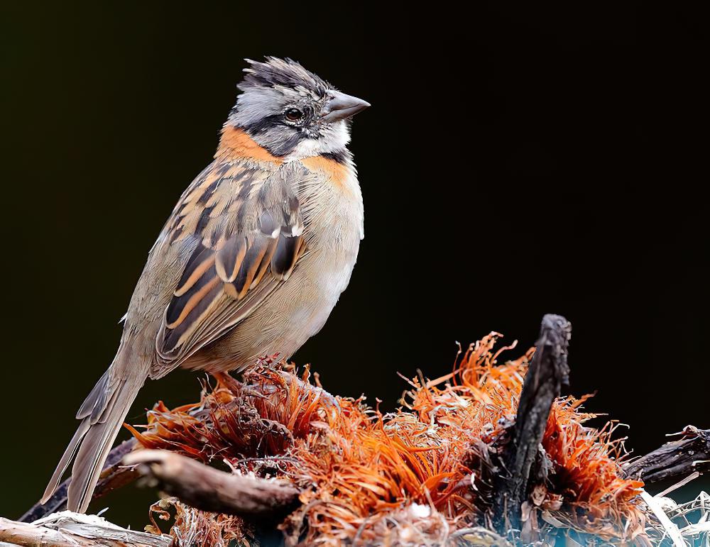 红领带鹀 / Rufous-collared Sparrow / Zonotrichia capensis