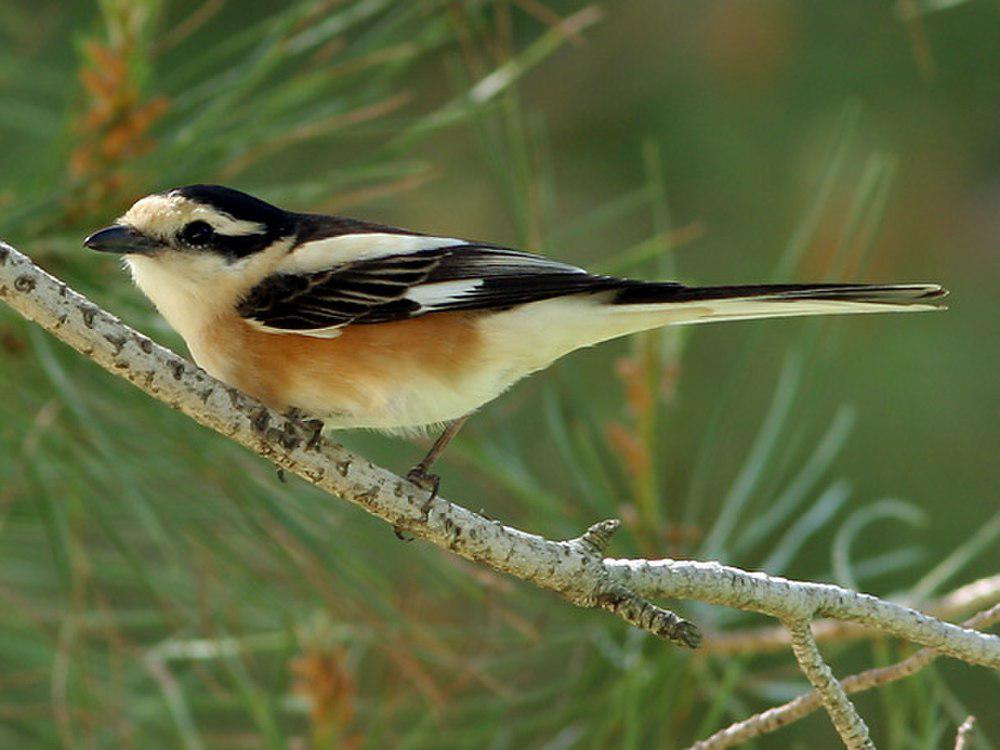 云斑伯劳 / Masked Shrike / Lanius nubicus