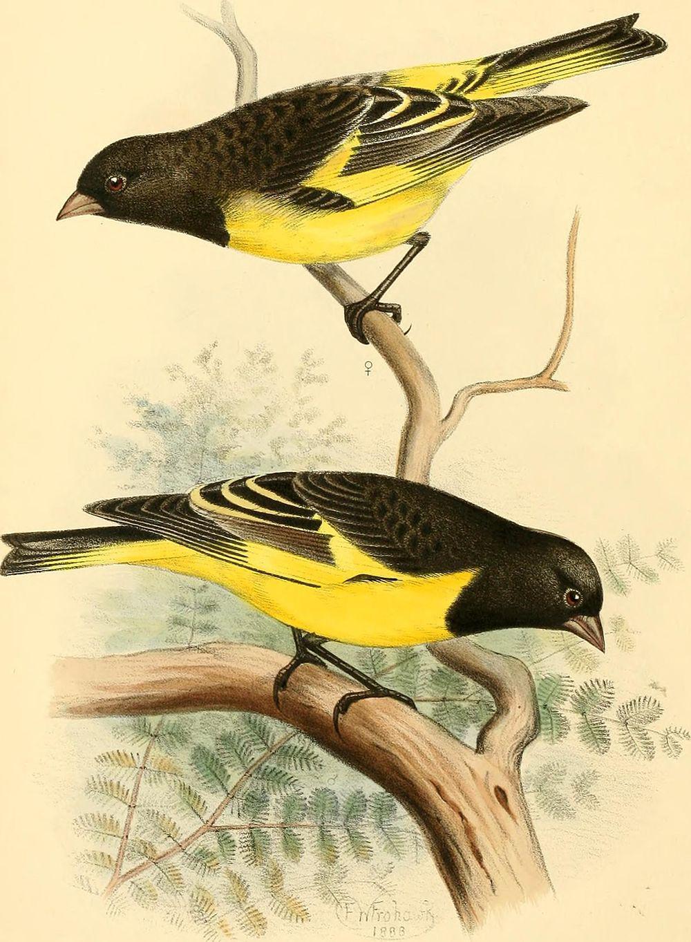 黄腰金翅雀 / Yellow-rumped Siskin / Spinus uropygialis