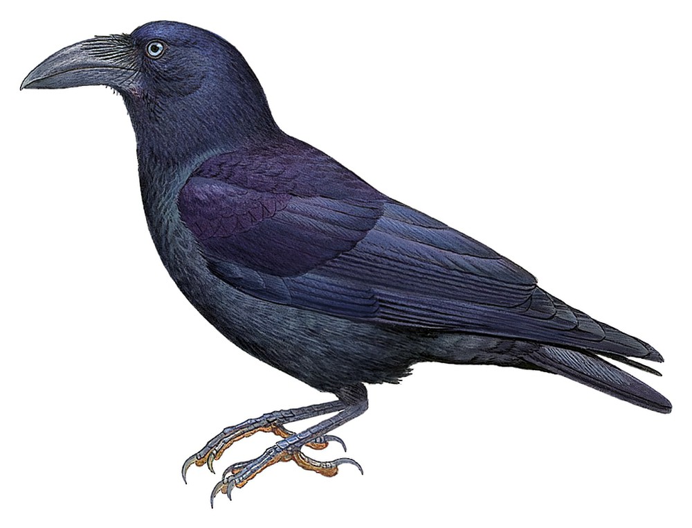 俾斯麦鸦 / Bismarck Crow / Corvus insularis