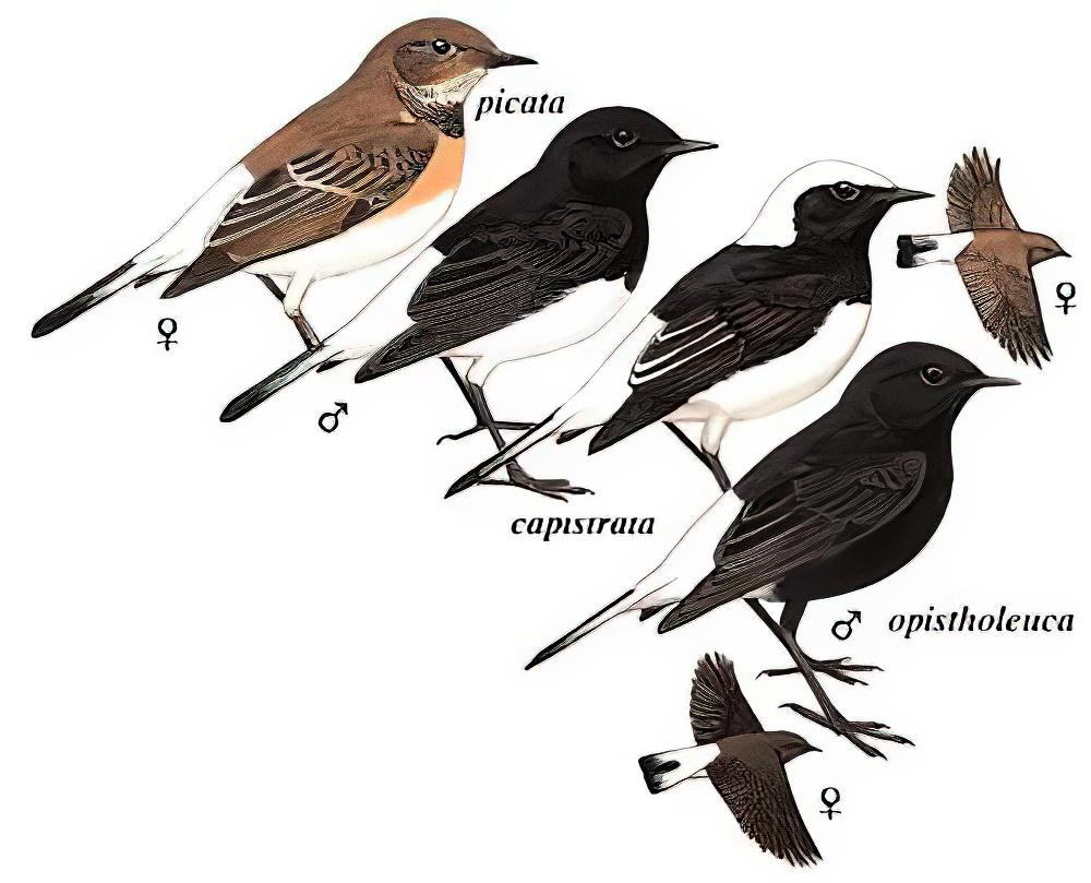 东方斑䳭 / Variable Wheatear / Oenanthe picata