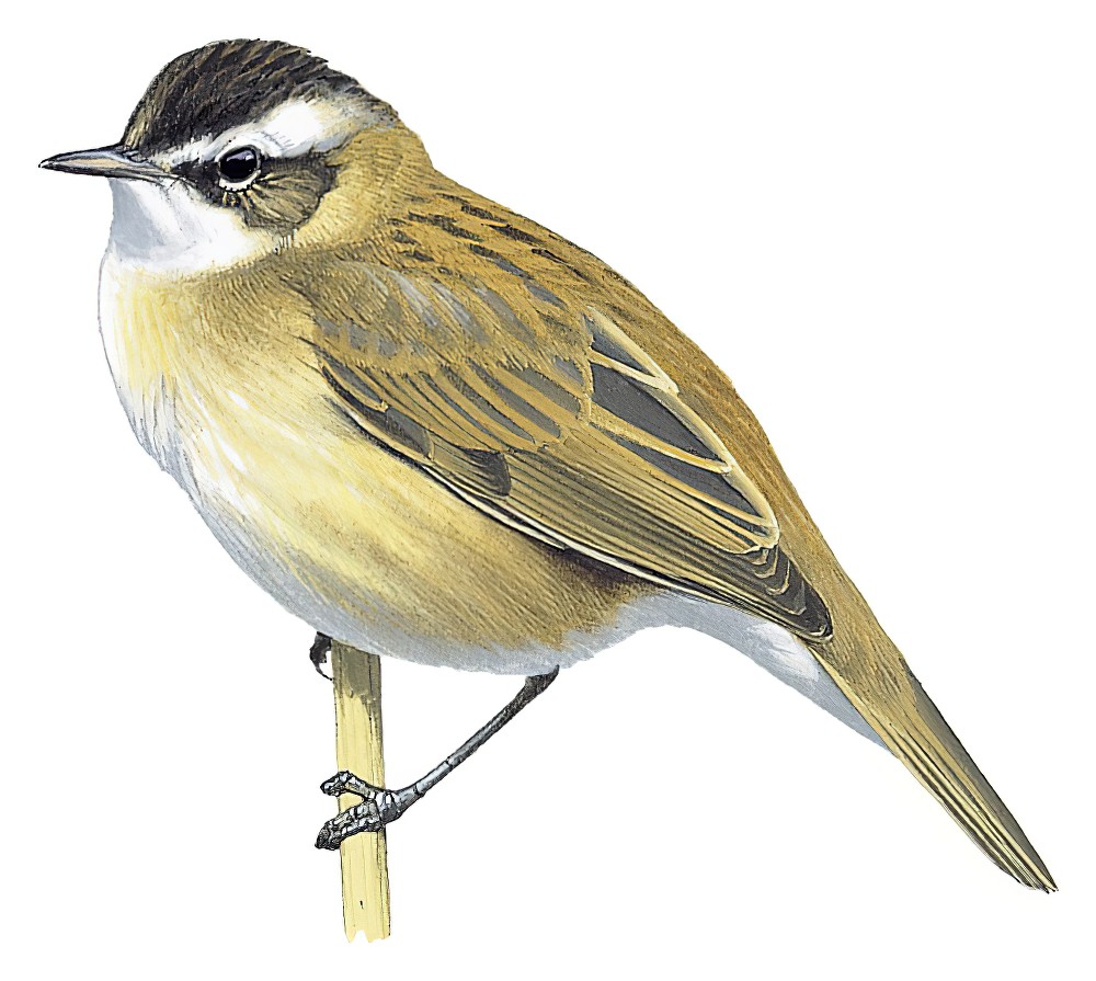 须苇莺 / Moustached Warbler / Acrocephalus melanopogon