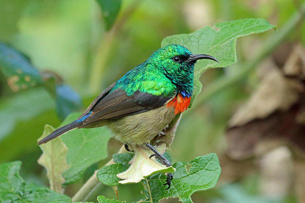 坦桑双领花蜜鸟 / Usambara Double-collared Sunbird / Cinnyris usambaricus