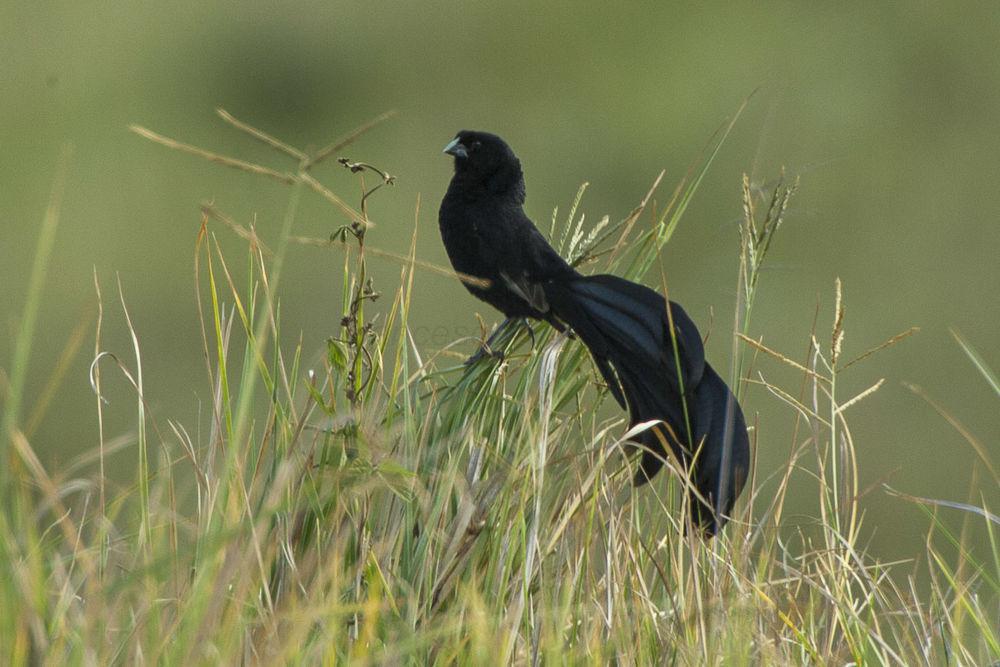 杰氏巧织雀 / Jackson\'s Widowbird / Euplectes jacksoni