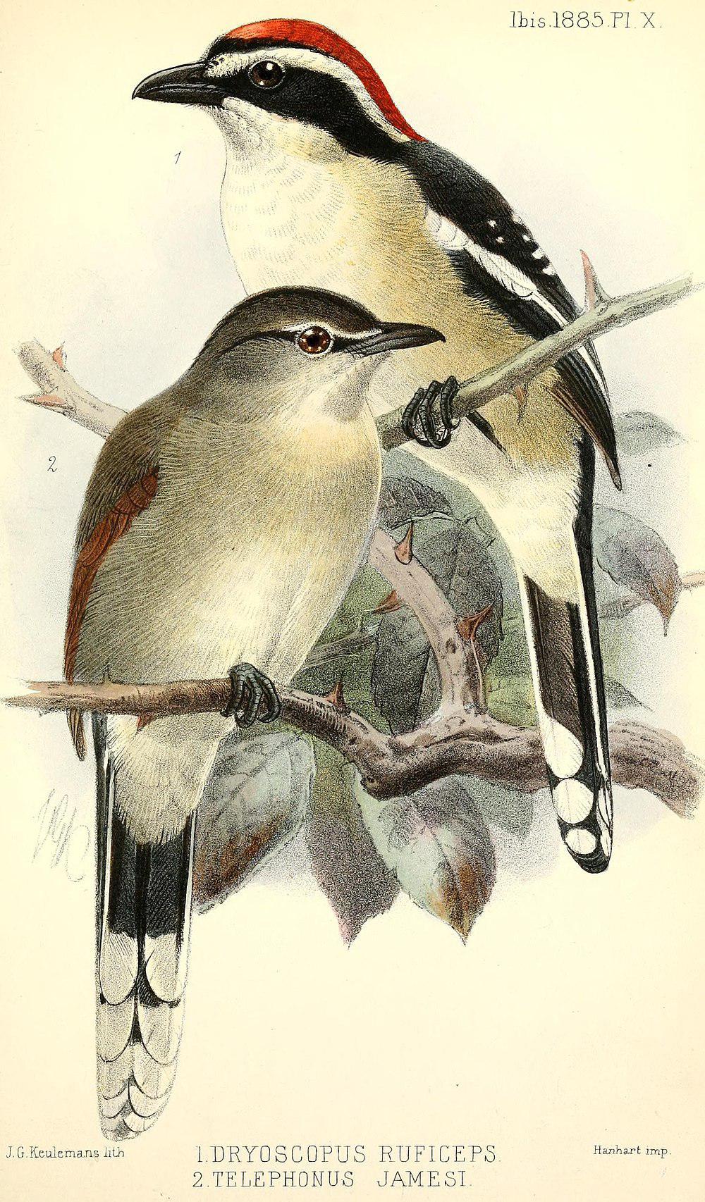 红颈黑鵙 / Red-naped Bushshrike / Laniarius ruficeps