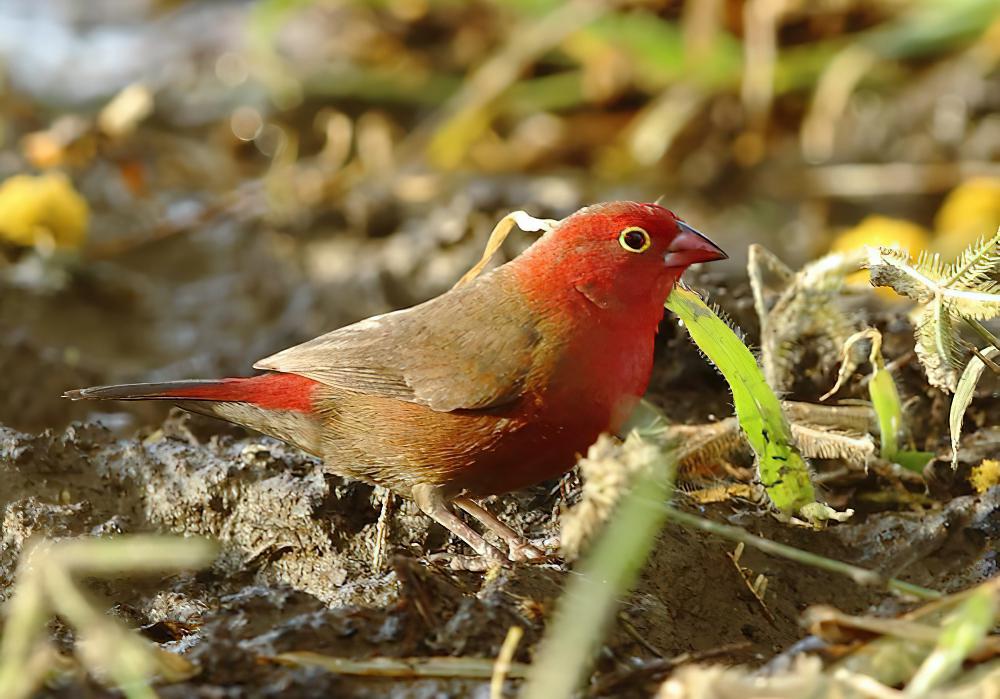 红嘴火雀 / Red-billed Firefinch / Lagonosticta senegala