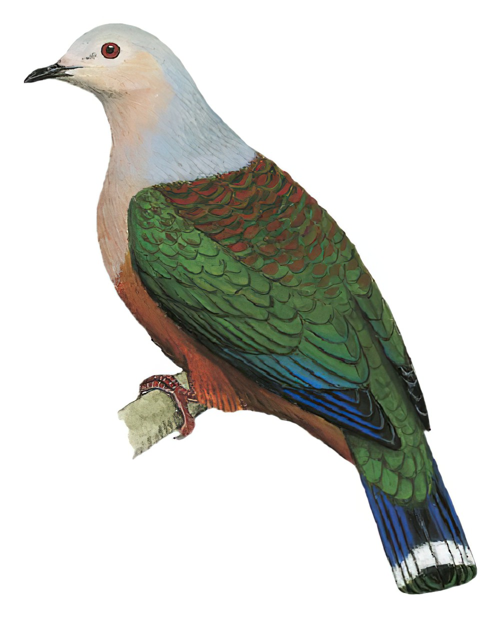 芬氏皇鸠 / Finsch's Imperial Pigeon / Ducula finschii