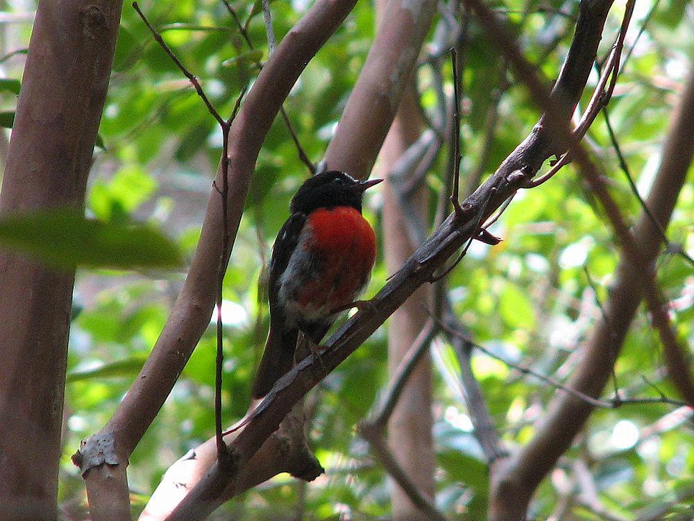 太平洋鸲鹟 / Norfolk Robin / Petroica multicolor